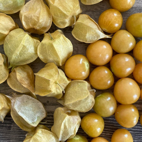 Cerise de terre 'Cape Gooseberry' bio