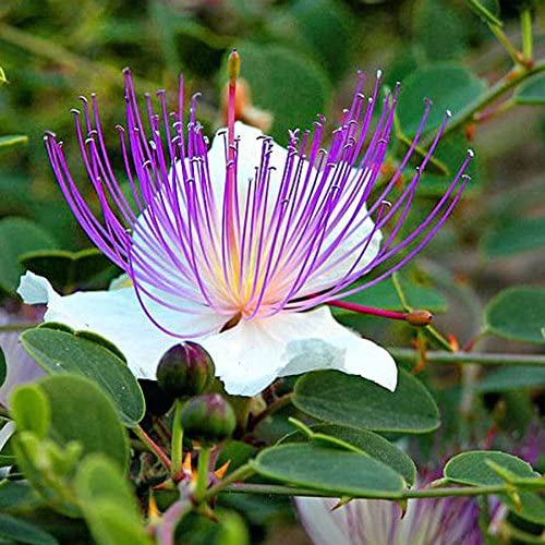 Caper Flower Herb