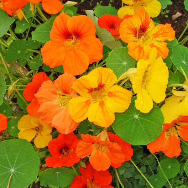 Organic Nasturtium 'Jewel'