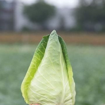 Cabbage 'Caraflex' F1 organic