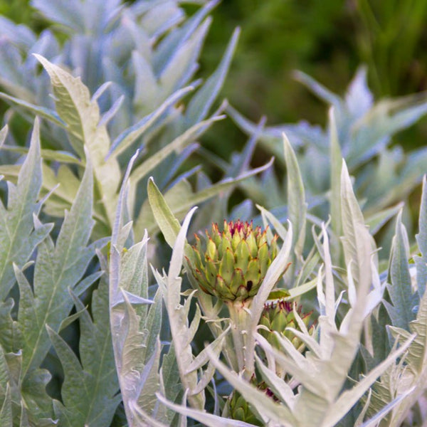 Cardoon Silver Leaf