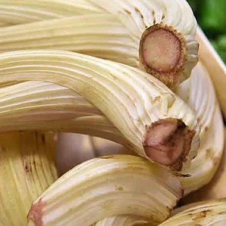 Cardoon 'Ivory White'