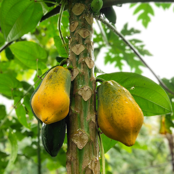 Carica papaya