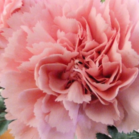 Giant Carnation Chabaud Pink