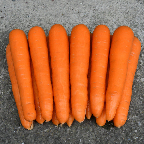 Carrot Improved