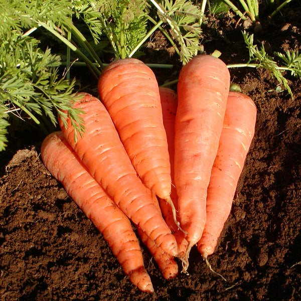 Organic 'Danvers 126' carrot