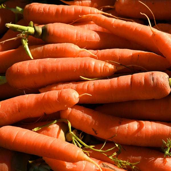 Carrot 'Imperator'