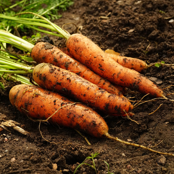 Carrot 'Little finger' organic