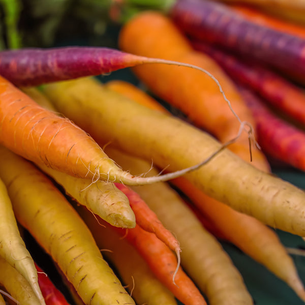 Carotte mélange de couleurs