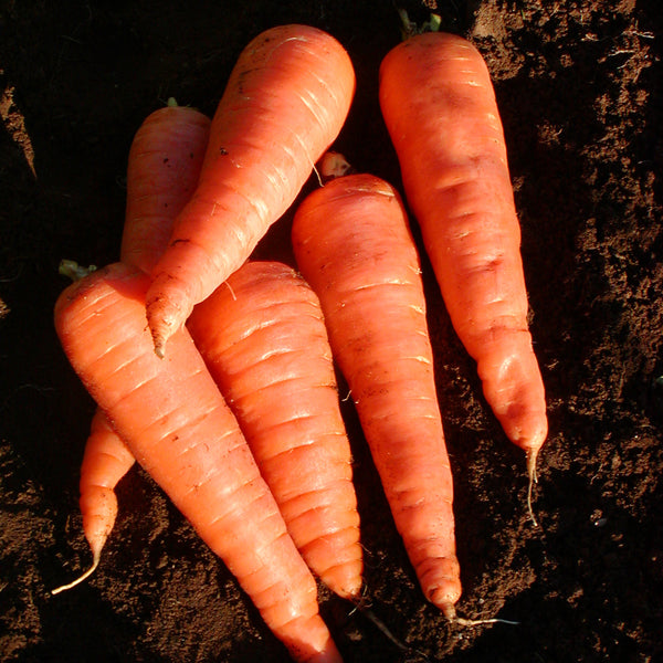 Organic 'Red Cored Chantenay' carrot