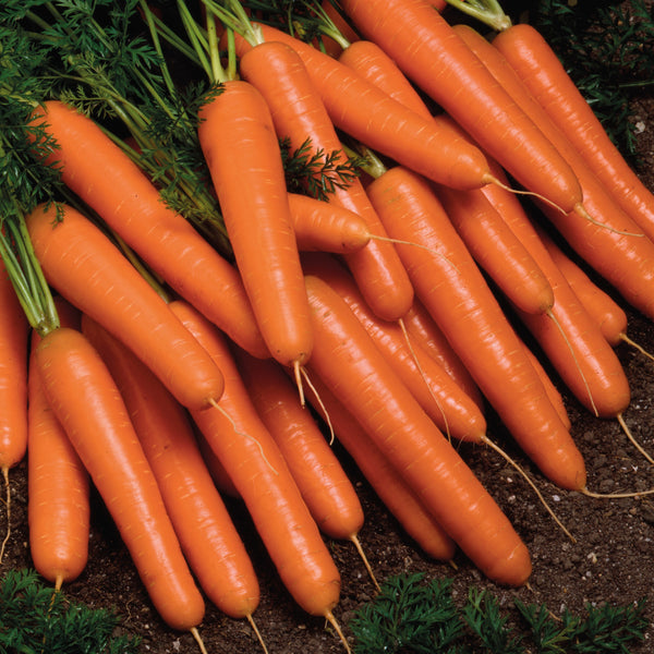 Carrot Yaya F1