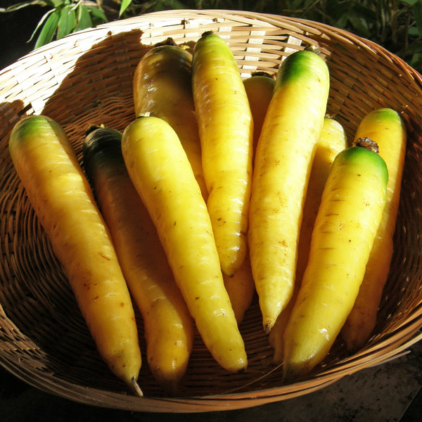 Organic 'Yellowstone' yellow carrot