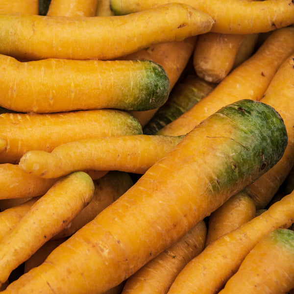 Carrot 'Yellowstone' yellow