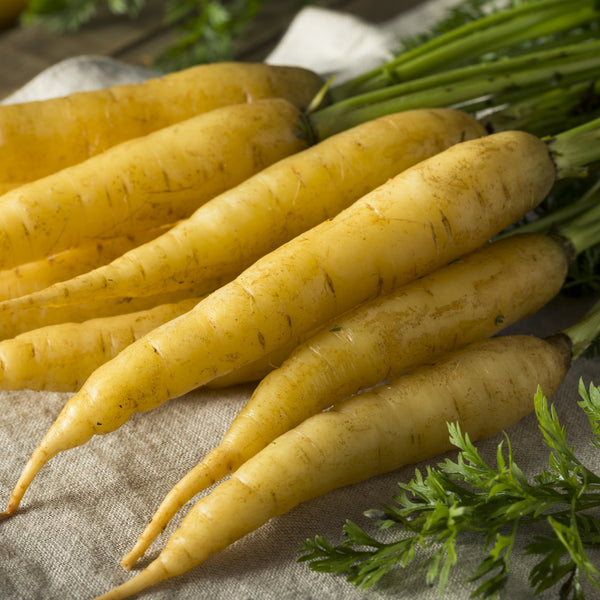 Carrot  'Yellowstone' organic