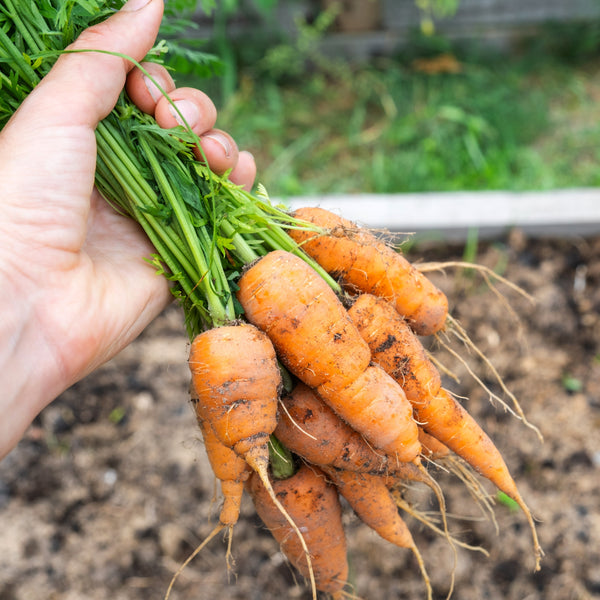 Carrot Caracas F1