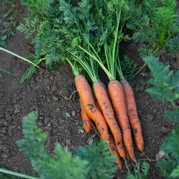 Carrot Cellobunch F1