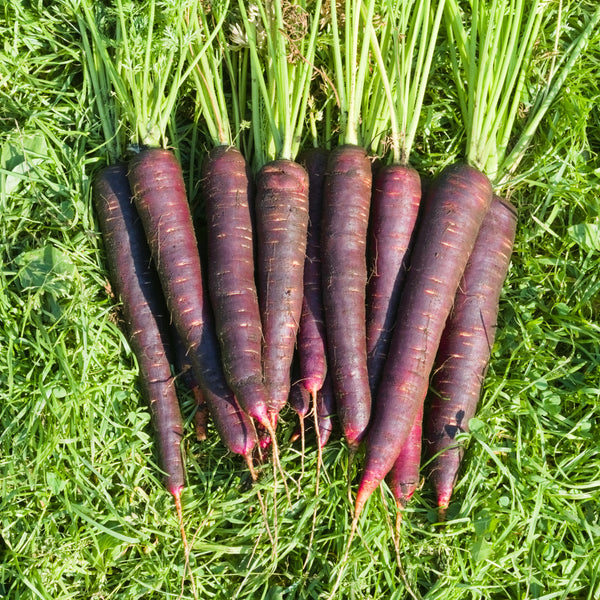 Purple Carrot 'Lila Lu' organic