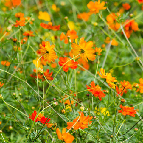 Cosmos 'Carpet Formula Mix'