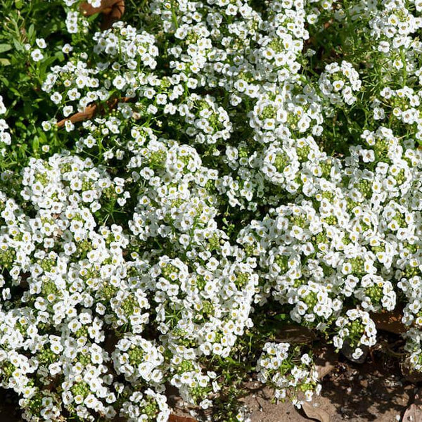 Alyssum 'Carpet of Snow'