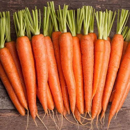 Carrot 'Berlicum'