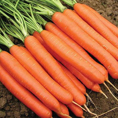 Carrot 'Nantes 2'