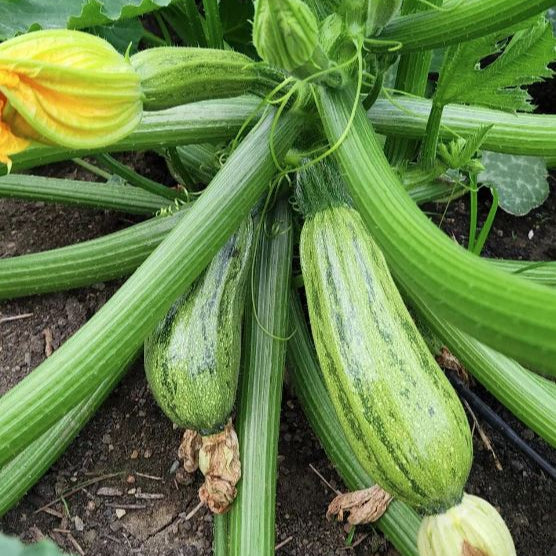 Organic 'Caserta' zucchini