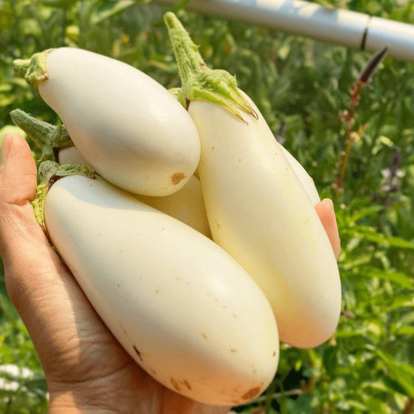 Aubergine blanche 'Casper' bio