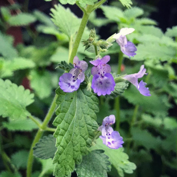 Organic catnip