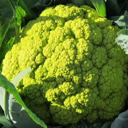 Green Cauliflower 'Macerata Green'