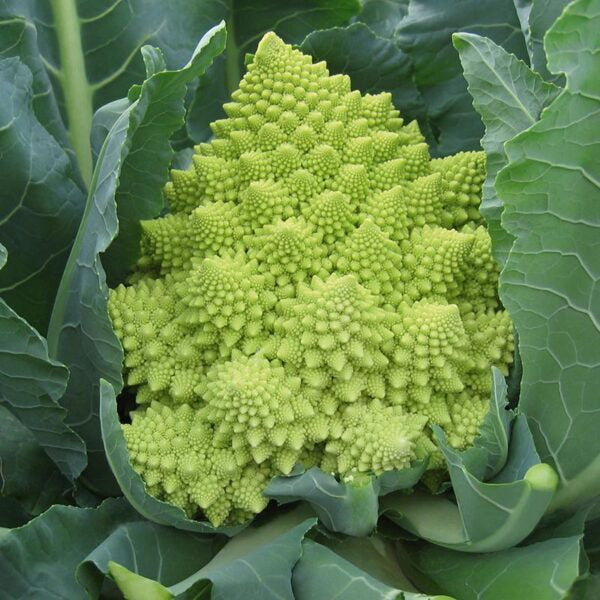 Cauliflower romanesco