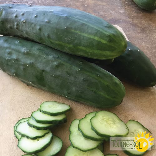 Sunflower Field Cucumber