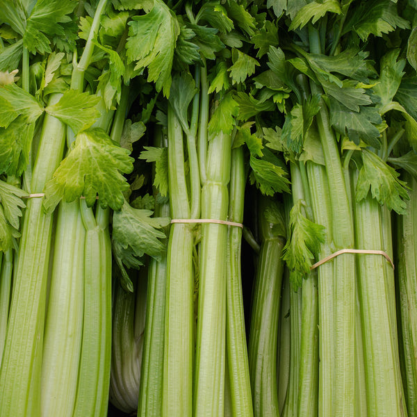 Celery Tango organic