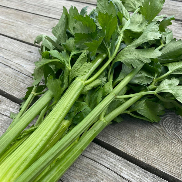 Celery 'D'Elne' organic