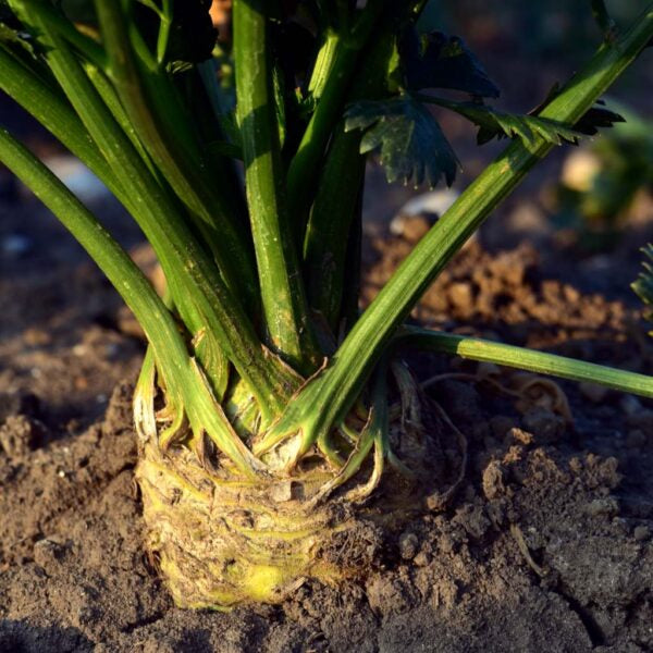 Celeriac 'Celery Root'