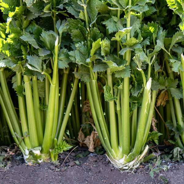 Celery 'Sedano Lepage'