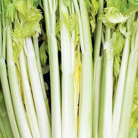 Celery 'Dorato D'Asti'