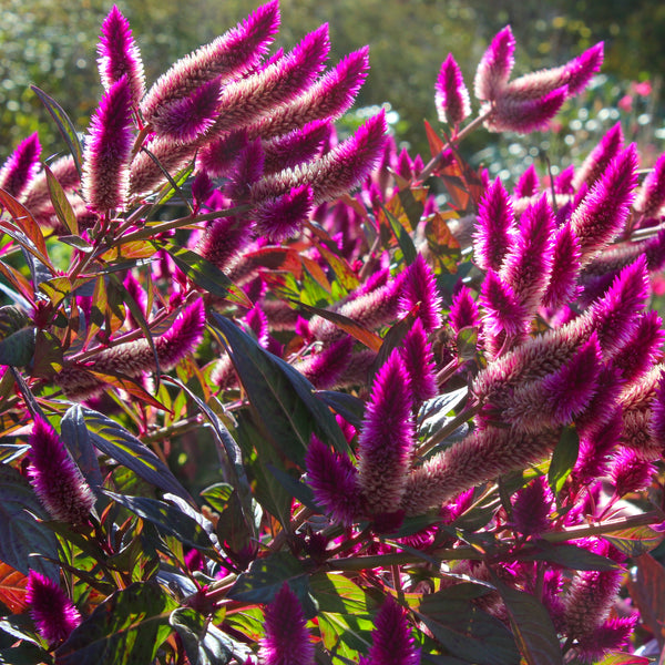 Celosia Asian Garden