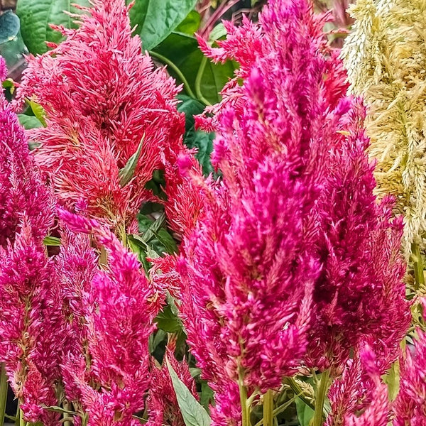 Celosia Century Mix