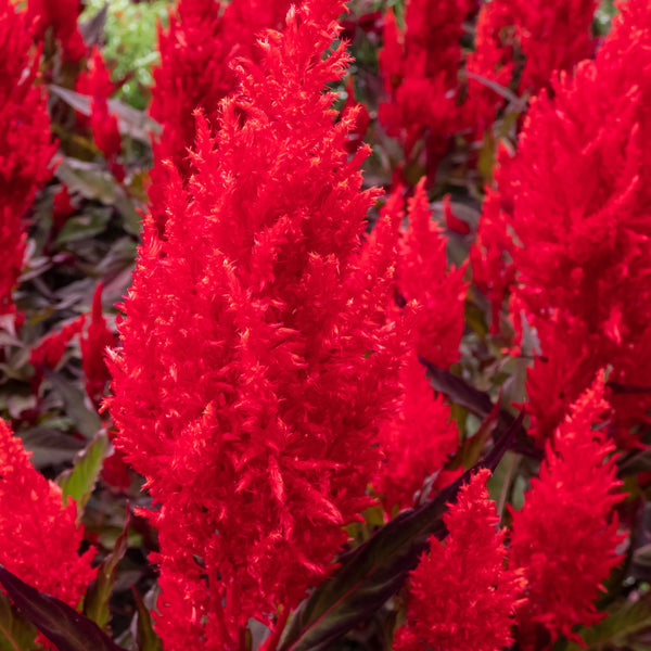 Celosia Fresh Look Red