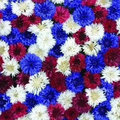 Cornflower Fireworks Mix