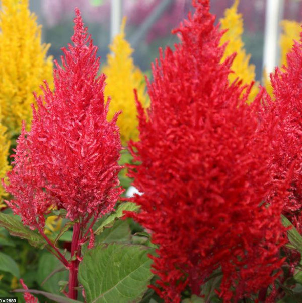 Celosia 'Century Mix' organic