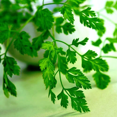 Organic garden chervil