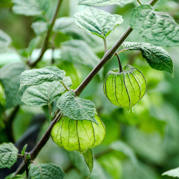 Ground cherry 'Little Lantern'