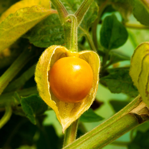 Cerise de terre 'Husk'