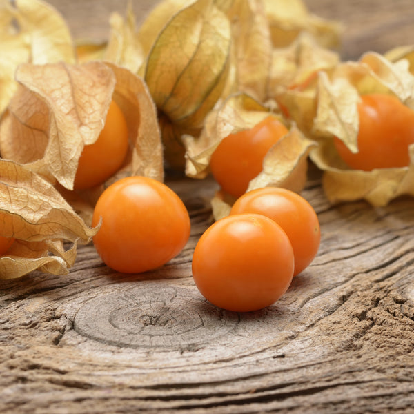 Ground Cherry