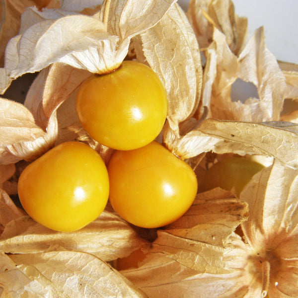 Organic Giant Ground Cherry