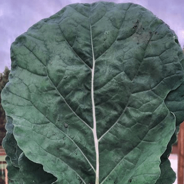 Collard Green 'Champion' 