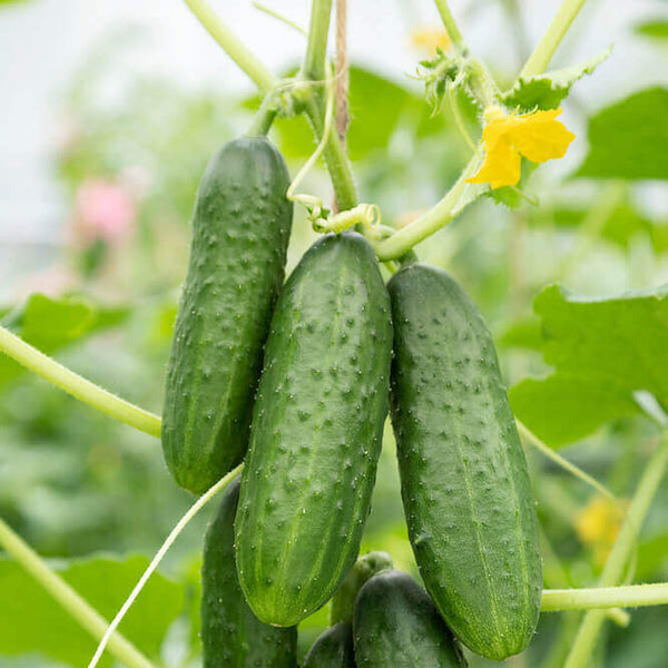 Cucumber 'Chicago' (Pickling Type)