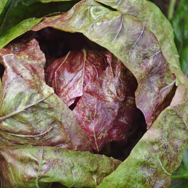 Organic wild chicory 'Palla Rossa'