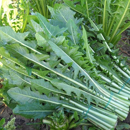 Chicorée 'Catalogna Rossa Italiana Dandelion'